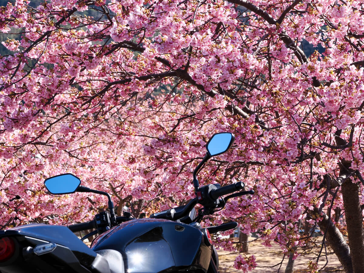 満開の桜と花粉